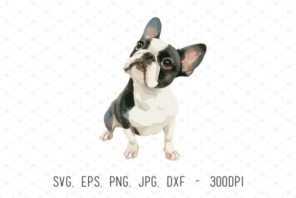 Boston Terrier Puppy Cute Dog Clipart